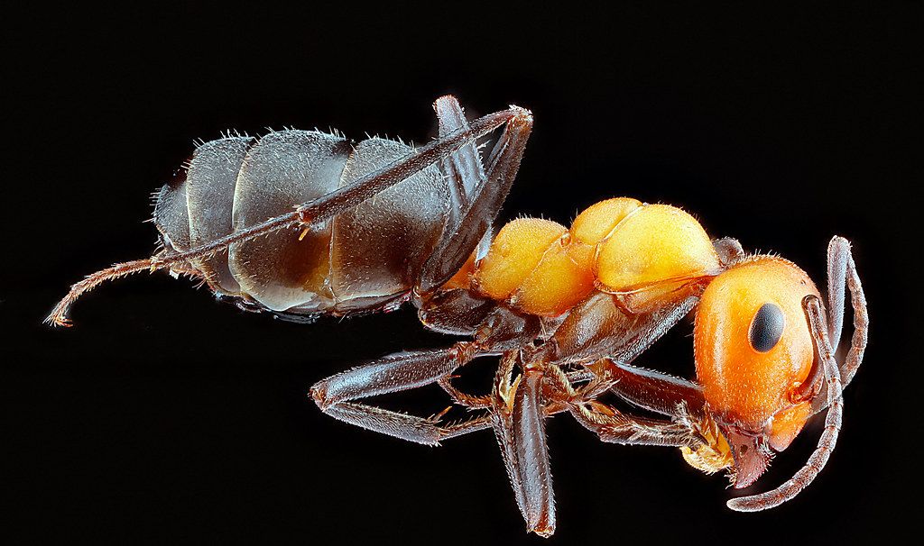 Ant Control service in West Covina, CA