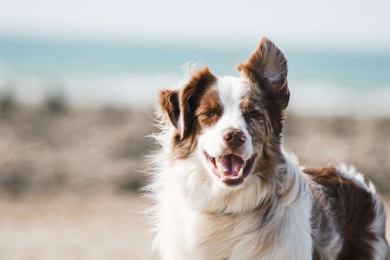 Flea & Tick Control service in West Covina, CA