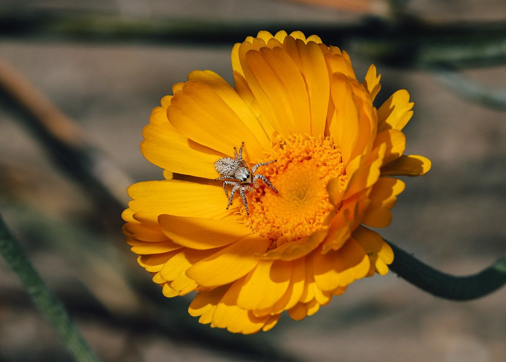 Spider Control service in West Covina, CA